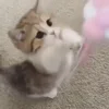🐈‍⬛