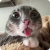 👽
