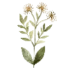 🌷