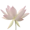 🌺