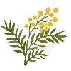 🌼