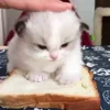 🐈‍⬛