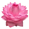 🌺