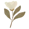 🌷