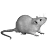 🐁