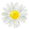 🌼