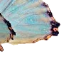 🦋