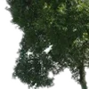 🌳