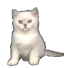 🐈