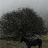 🐎