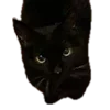 🐈‍⬛