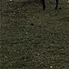 🐎