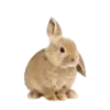 🐇