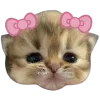 🐱