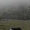 🐎
