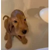 🚿