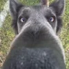 👃