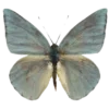 🦋