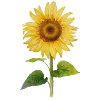 🌻