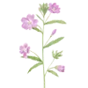 🌸