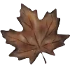 🍁