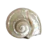 🐚