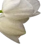 🌷