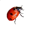 🐞