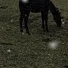 🐎