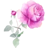 🌹
