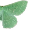 🦋