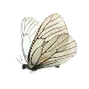 🕊