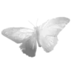 🦋
