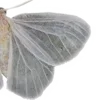 🦋
