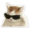 😎