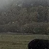 🐎