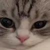 🐈‍⬛