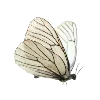 🕊