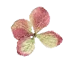 🌸