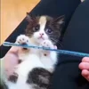 🐈‍⬛