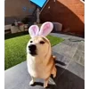 🐰
