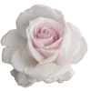 🌸