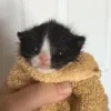 🐈‍⬛