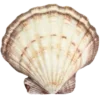 🐚