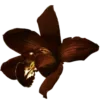 🌺