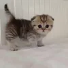 🐈‍⬛