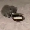 🐈‍⬛
