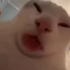 👅