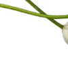 🌷