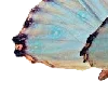 🦋